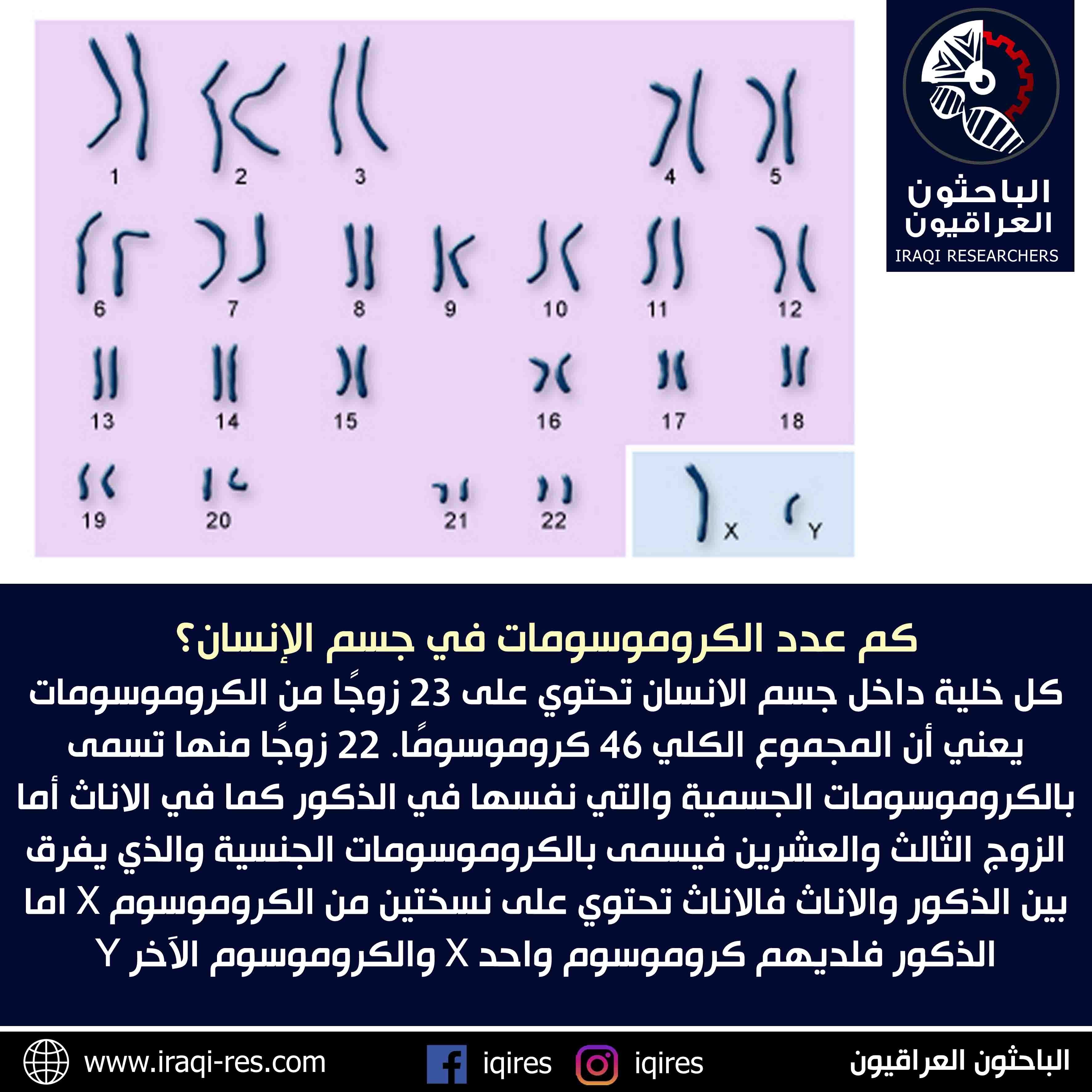 عدد الكروموسومات الموجودة في الخلية الجنسية عند الانسان هي 46 كروموسوم