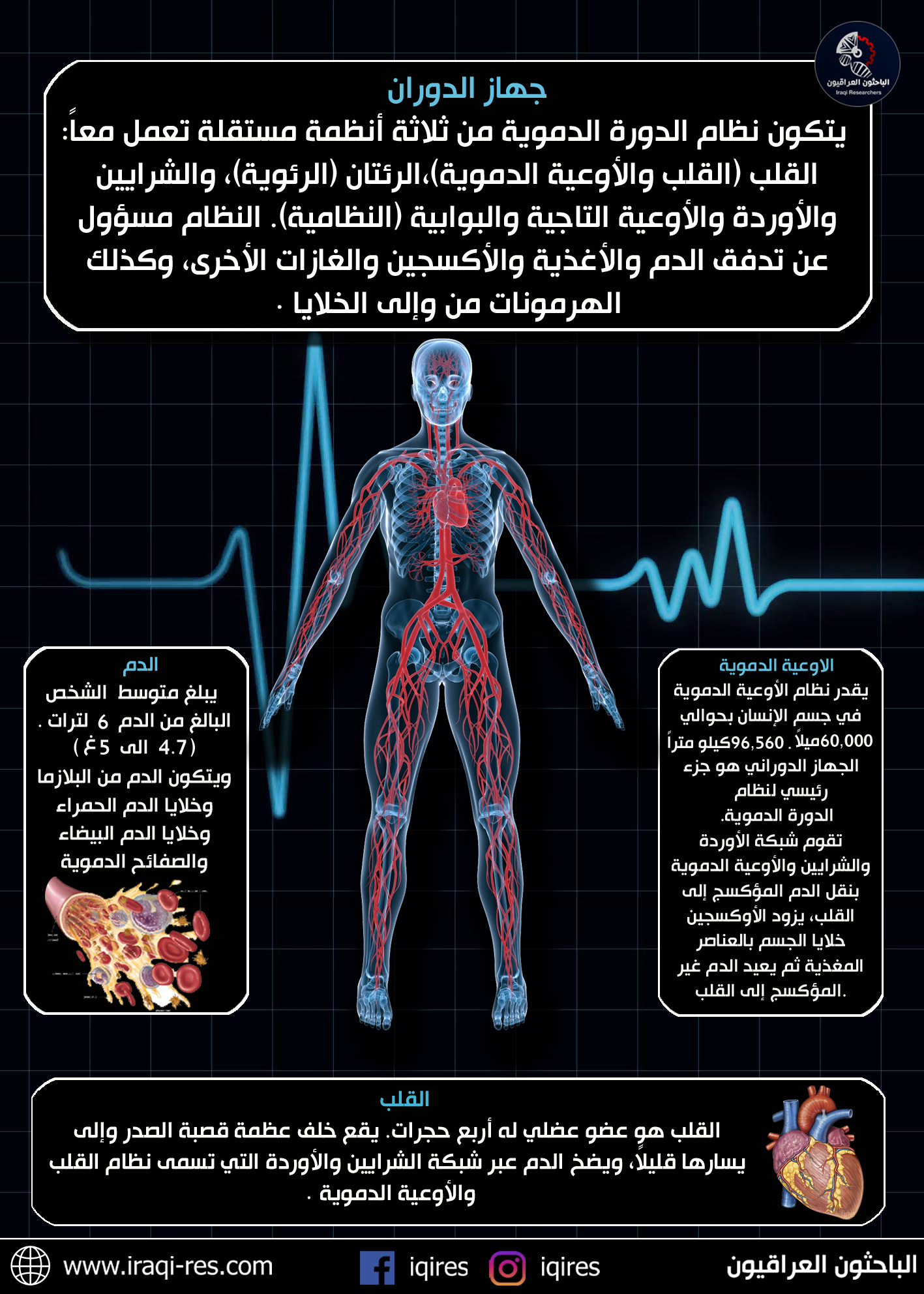 العضو الرئيسي في الجهاز الدوراني هو