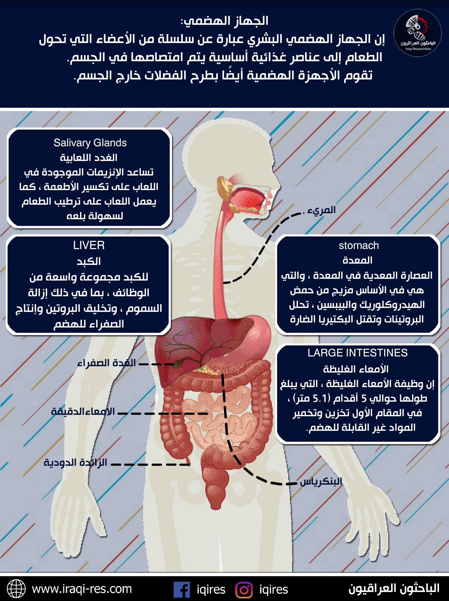 الجهاز المسؤل عن تفكيك الطعام وتحليله هو الجهاز