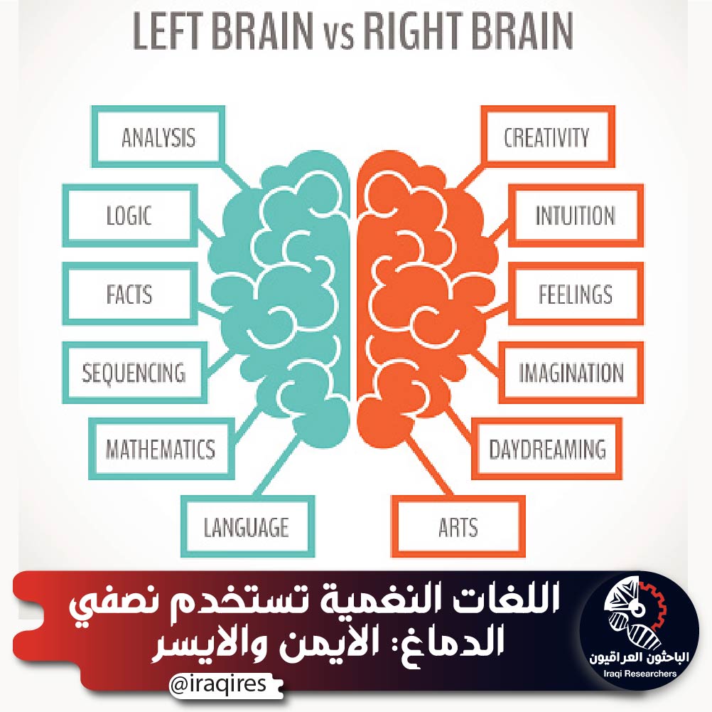 قارن بين نصفي الدماغ الايمن والايسر من حيث التفكير